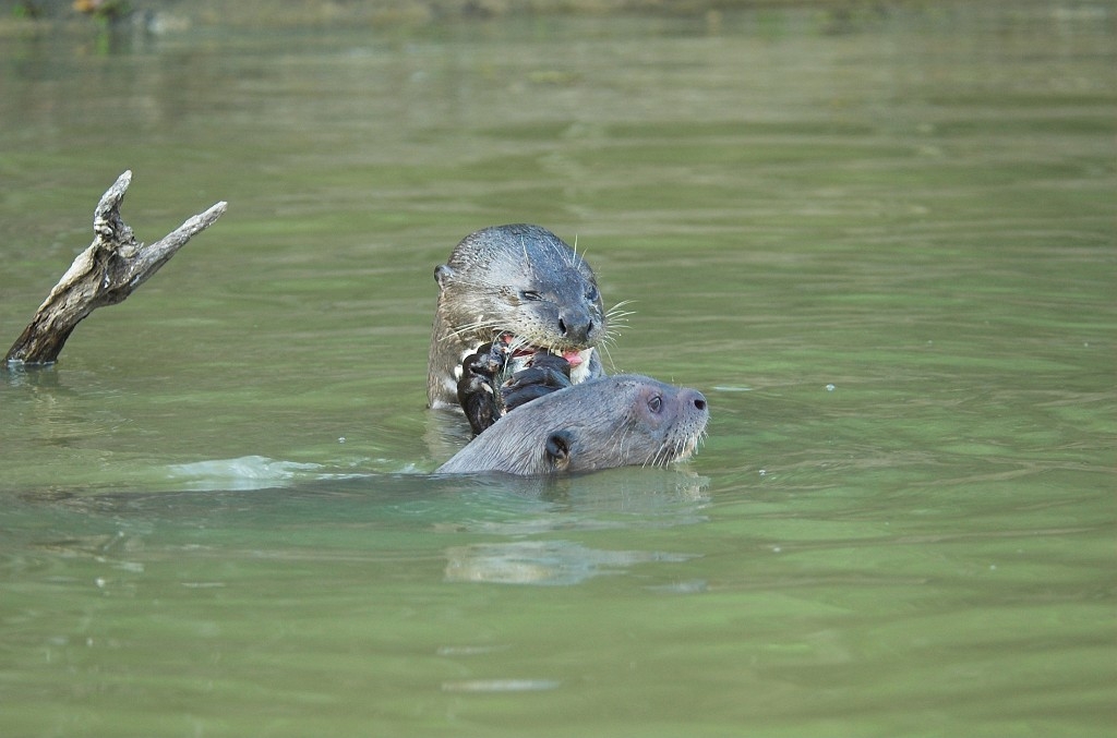 Giant Otter08-02.jpg - Giant Otter (Pteronura brasiliensis), Transpantaneria Brazil 2005